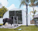This S-Series steel panel arch building is perfect for the Florida climate that requires heavy wind loads and extra heavy gauge panels to reduce the maintenance cost for something as big as a Budweiser Clydesdale horse.